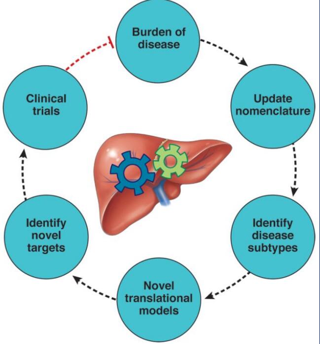 ֬����������ϣ����MAFLDȡ��NAFLD�����к�������
